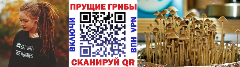 kraken маркетплейс  дарк нет официальный сайт  Псилоцибиновые грибы Cubensis  Светогорск 